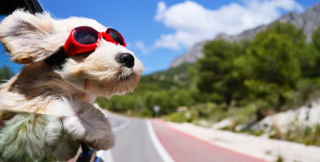 voyager avec son chien