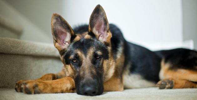 Chien de garde ou de défense : choisir et protéger sa maison