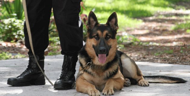 Maitre chien : métier, formation, sécurité